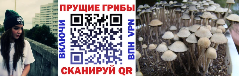 Галлюциногенные грибы Psilocybe  Нижняя Салда 